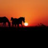 Sunset Horses Silhouettes Cowboy  - rauschenberger / Pixabay