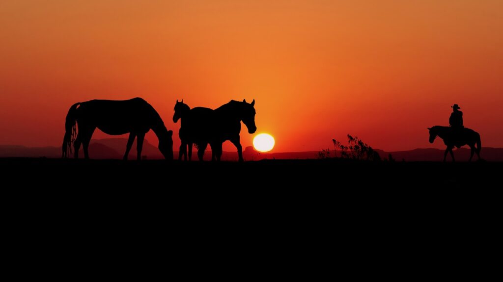 Sunset Horses Silhouettes Cowboy  - rauschenberger / Pixabay