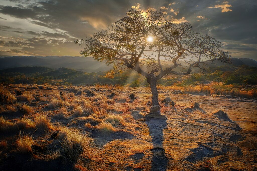 Sunset Tree Grasses Meadow Sun  - fietzfotos / Pixabay