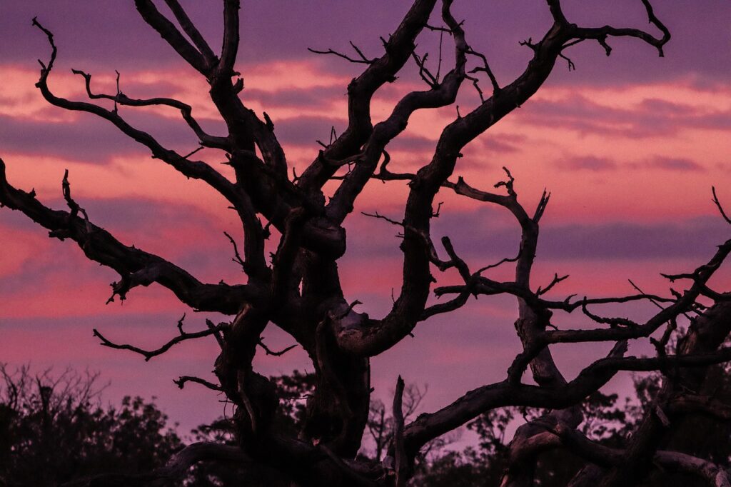 Sunset Trees Branches Dead Trees  - Heisenberg65041 / Pixabay