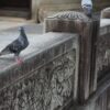 black and gray pigeon on gray concrete wall