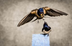 Swallow Birds Beak Plumage  - Gamopy / Pixabay