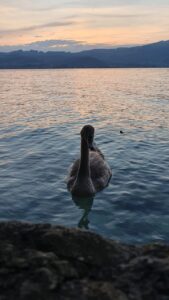 Swan Black Swan Lake Waterfowl  - innos001 / Pixabay