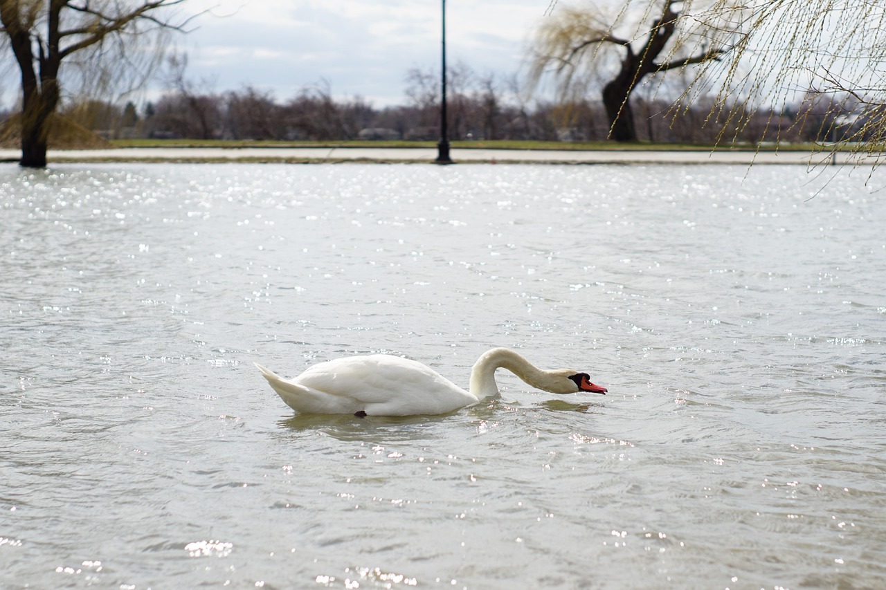 Swan Detroit Belle Isle Lake Water - arthurpalac / Pixabay