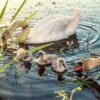 Swan Swan Babies Baby Swans  - Henrix_photos / Pixabay