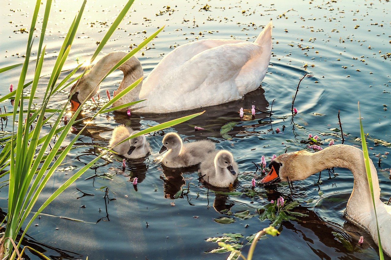 Swan Swan Babies Baby Swans - Henrix_photos / Pixabay