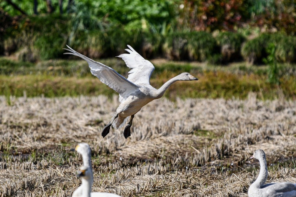 Swans Waterfowls Wetland Marsh  - Johnnys_pic / Pixabay