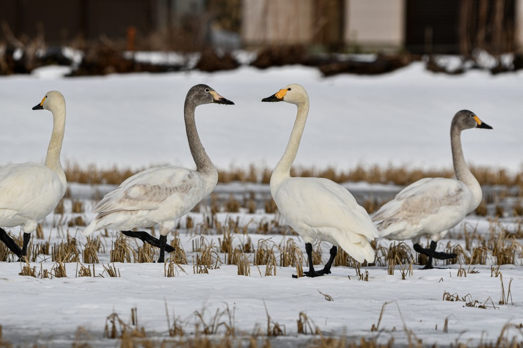 Swans Winter Field Animals Birds  - Johnnys_pic / Pixabay