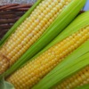 Sweet Corn Sweetcorn Corn  - hobim / Pixabay