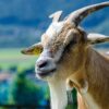 switzerland heidi country goat 4068046