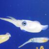 white squid underwater photo