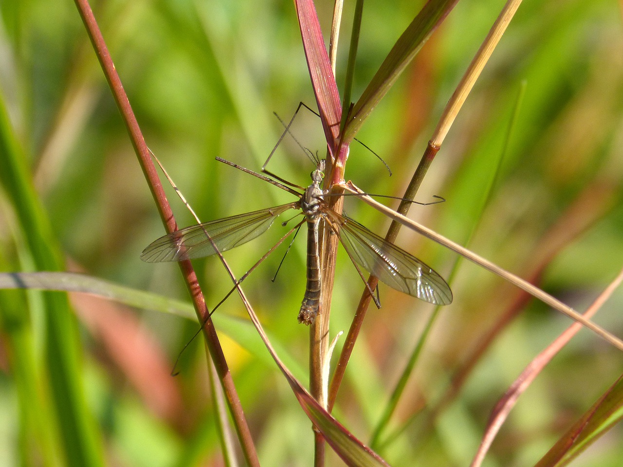 T%C%ADpula Fake Mosquito Tipulidae  - makamuki0 / Pixabay