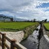 Taiwan In Rice Field Ikegami Taiwan  - brad526 / Pixabay