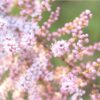 Tamarisk Tamarix Tree Pink Blossoms  - WhisperingJane_ASMR / Pixabay