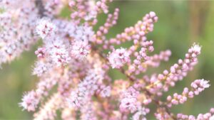 Tamarisk Tamarix Tree Pink Blossoms  - WhisperingJane_ASMR / Pixabay