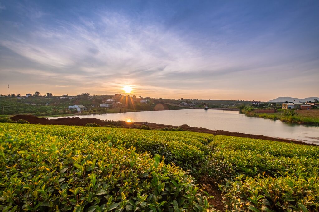 Tea Leaves Farm Sunset River  - bboygecko / Pixabay