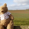 Teddy Bear Stuffed Animal Toy  - popofielbo / Pixabay