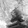 Temple Five Story Pagoda Pagoda  - Kanenori / Pixabay