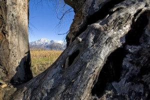 The Centuries Old Tree Ancient Tree  - Camera-man / Pixabay