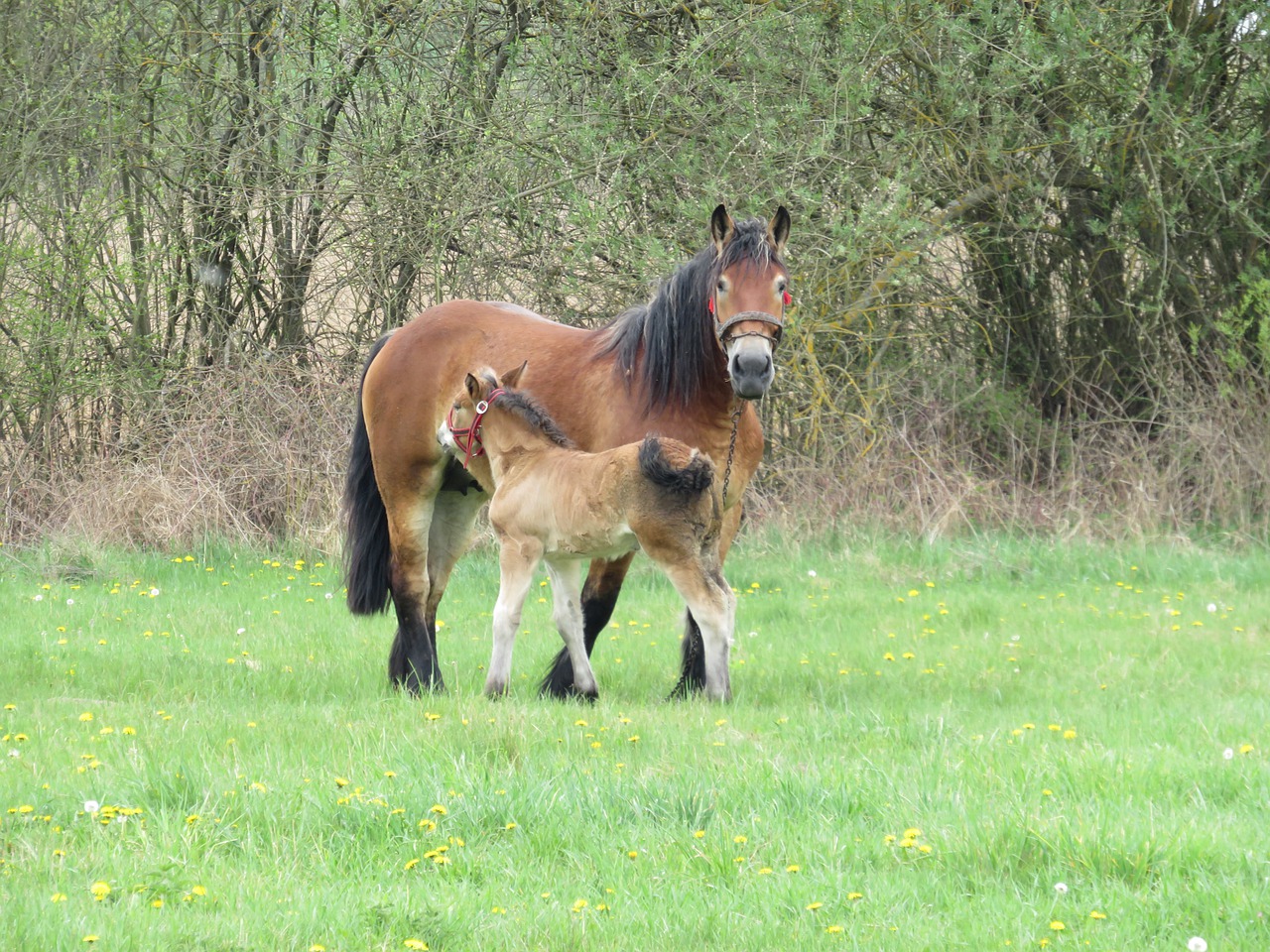The Horse Horses Offspring Animals  - madles_pl / Pixabay