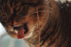 The Language Cat Facial Expressions  - Ihtar / Pixabay