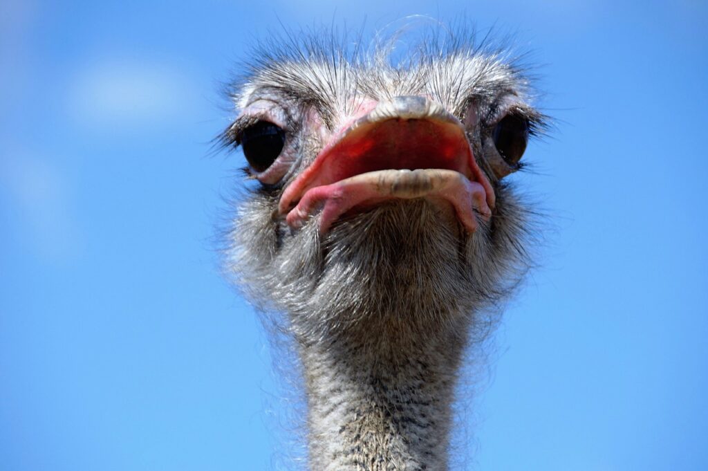 The Ostrich Head Grimace View  - ivabalk / Pixabay