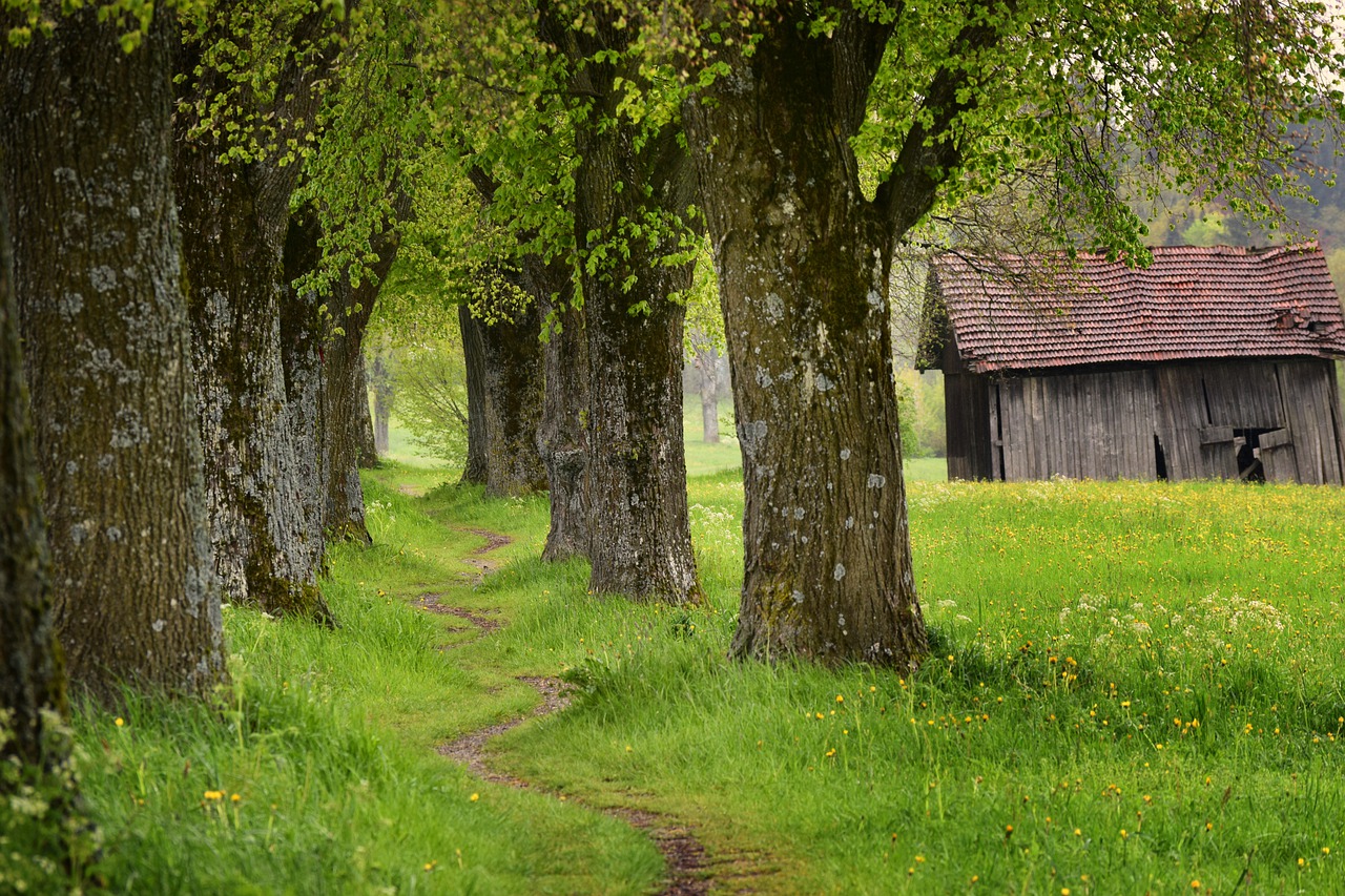 The Summer Linden Trees Linden Away - silviarita / Pixabay