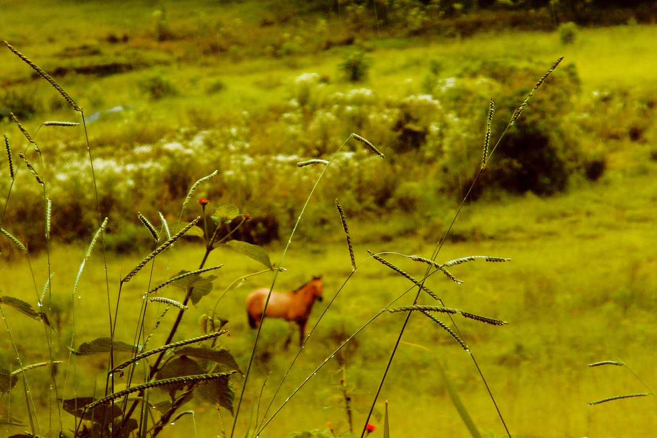 The Wild Horse Equestrian Background  - outsideclick / Pixabay