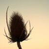Thistles Arid Wild Plant  - Sabine_999 / Pixabay