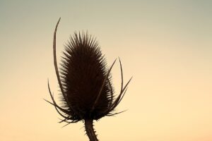 Thistles Arid Wild Plant  - Sabine_999 / Pixabay