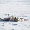 two white dogs lying on snow covered ground