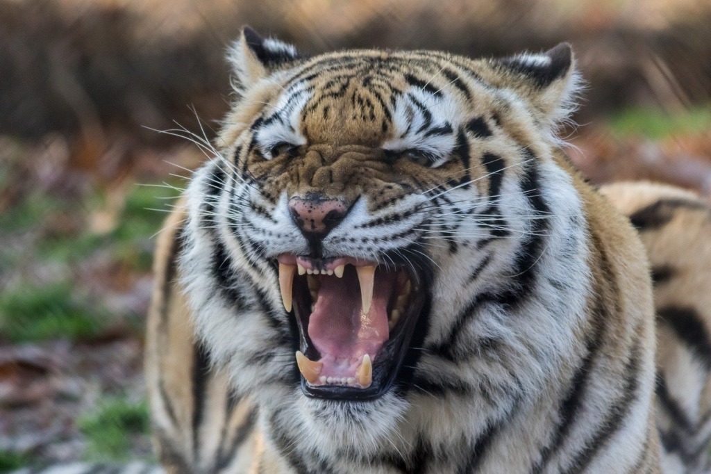 Tiger Animal Roar Fangs Angry  - rusticpix_cheryl / Pixabay