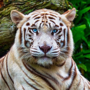 Tiger Animal Zoo Albino Tiger  - jonleong64 / Pixabay