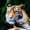 Tiger Animal Zoo Head Face Mammal  - carolynabooth / Pixabay