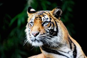 Tiger Animal Zoo Head Face Mammal  - carolynabooth / Pixabay