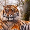 Tiger Animal Zoo Large Cat  - Mikeperu / Pixabay