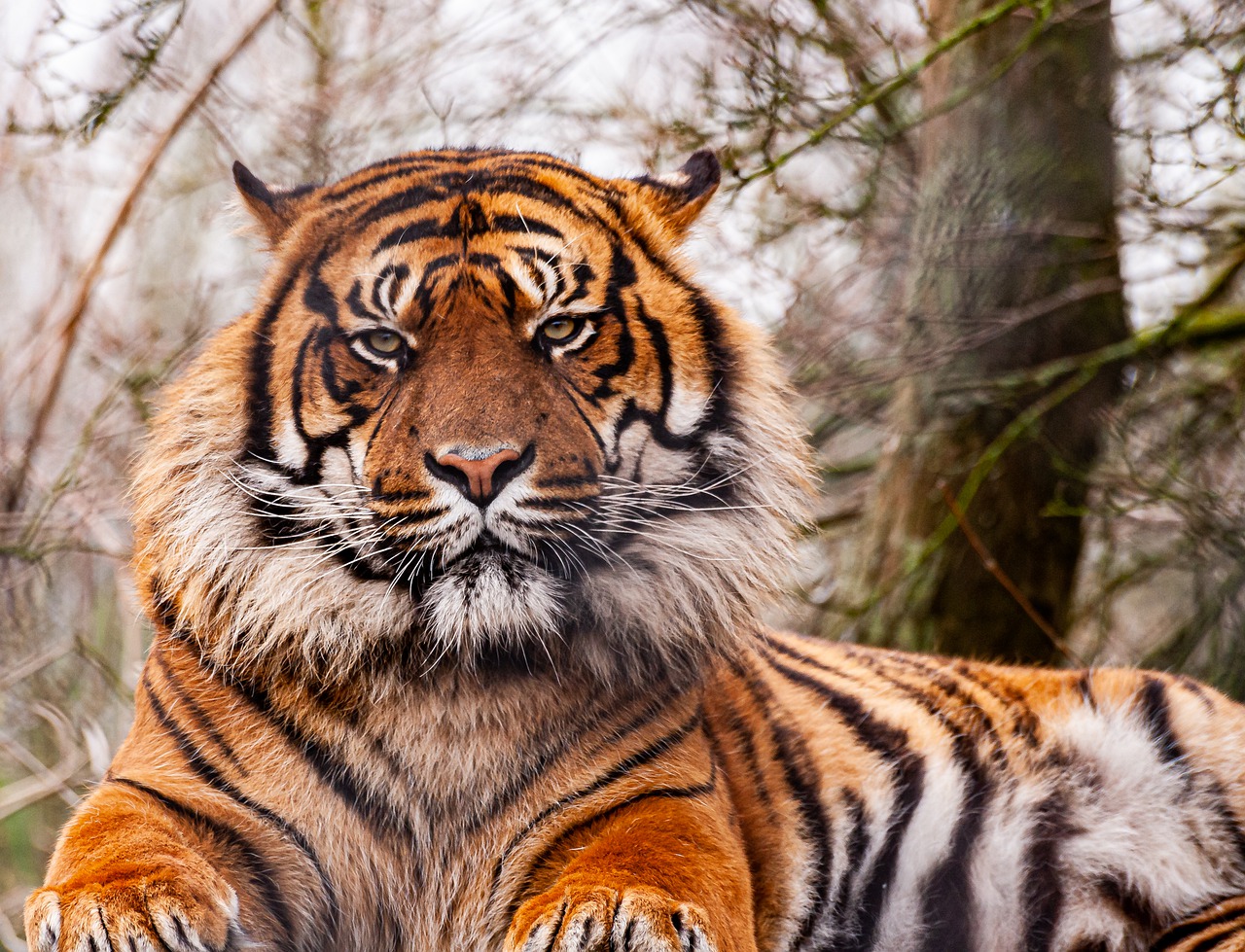 Tiger Animal Zoo Large Cat  - Mikeperu / Pixabay