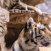 Tiger Animal Zoo Mammal Big Cat  - McGimp / Pixabay