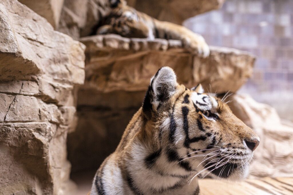 Tiger Animal Zoo Mammal Big Cat  - McGimp / Pixabay
