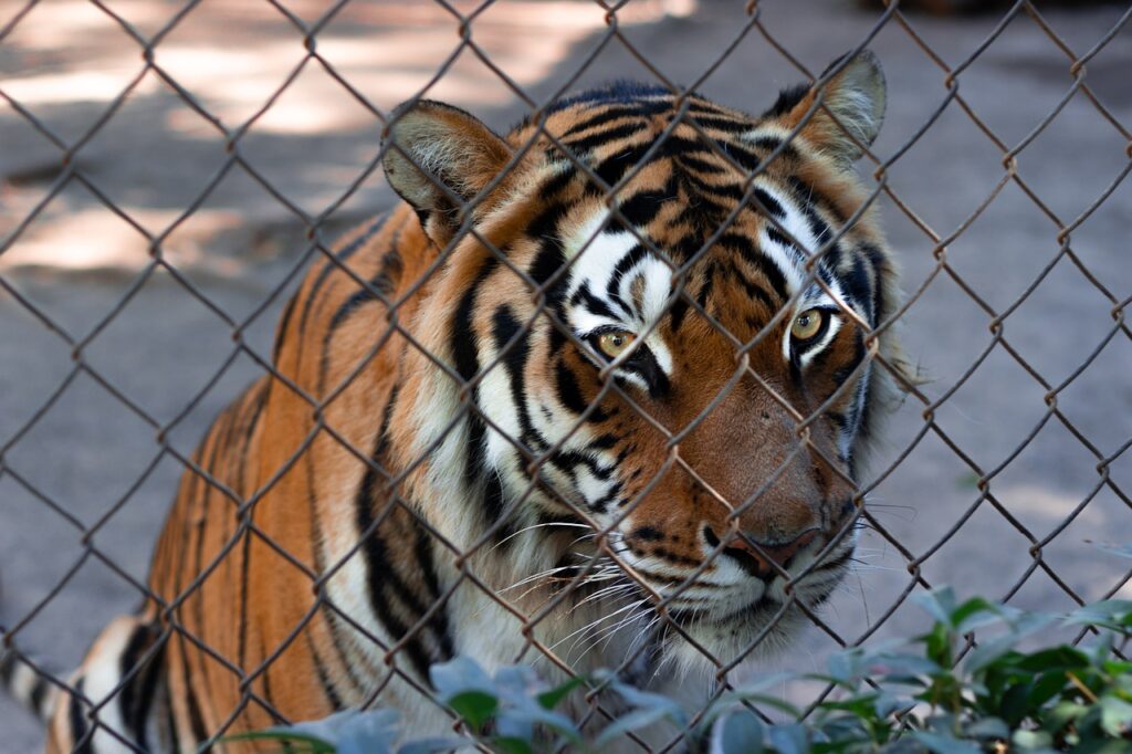 Tiger Fence Grid Chain Link  - alandelacruz4 / Pixabay