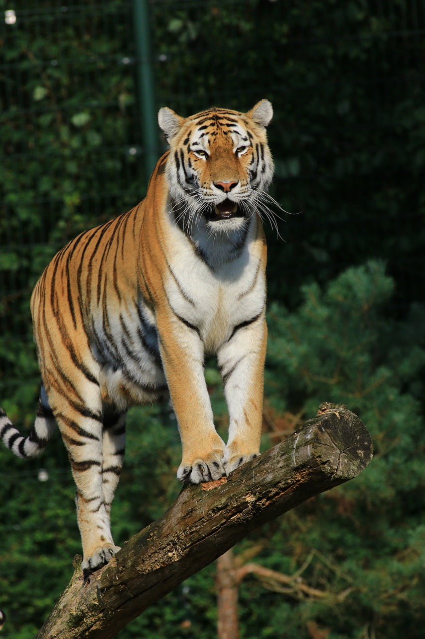 Tiger Predator Wildlife Forest - Janwelt / Pixabay