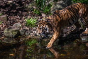 Tiger Sumatran Tiger Panthers Tigris  - pen_ash / Pixabay