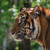 Tiger Tawny Head Profile Animal  - christels / Pixabay