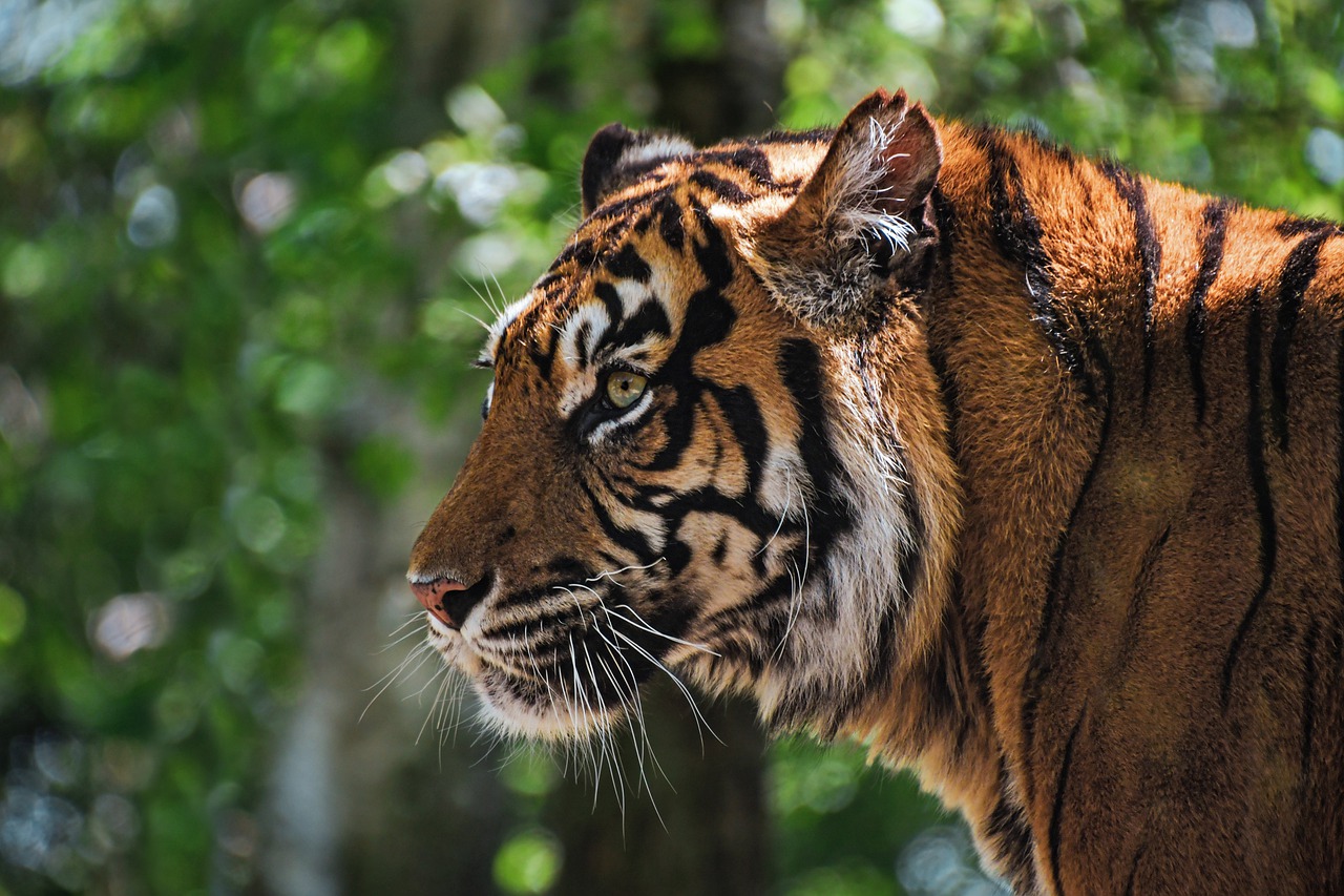 Tiger Tawny Head Profile Animal  - christels / Pixabay