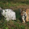 Tiger Young Tiger Cub Wildlife  - Janwelt / Pixabay