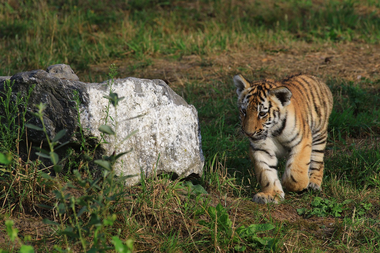 Tiger Young Tiger Cub Wildlife - Janwelt / Pixabay