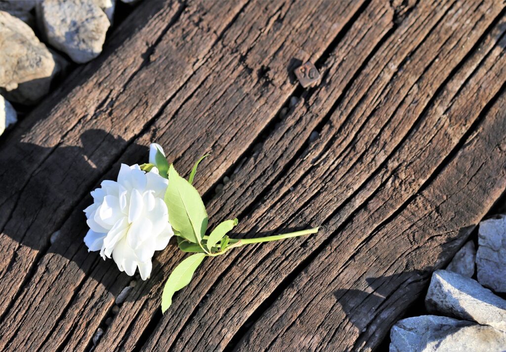 Tiny White Rose On Railway  - GoranH / Pixabay