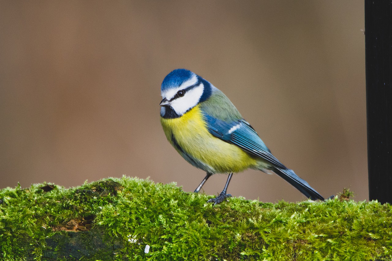 Tit Bird Beak Feathers Plumage  - barmanCZ / Pixabay