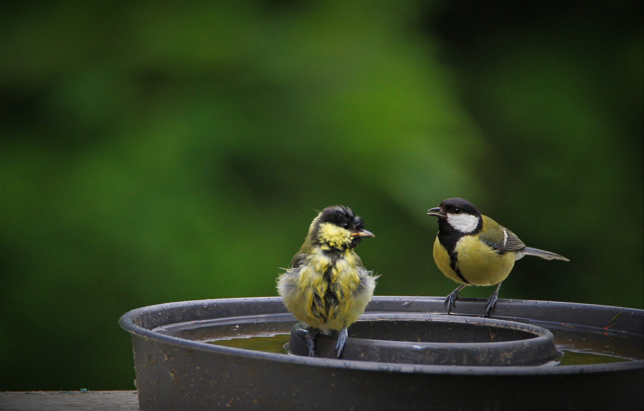 Tit Young Animal Bad Watering Hole  - Carola68 / Pixabay