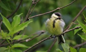 Tit Young Animal Bad Watering Hole  - Carola68 / Pixabay